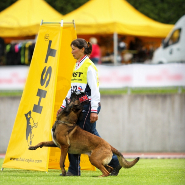 Písek zaplní stovky belgických ovčáků - 3