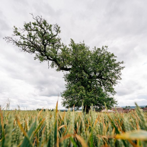 Hledá se nový Strom roku. Letos s důrazem na péči o vzrostlé stromy - 4