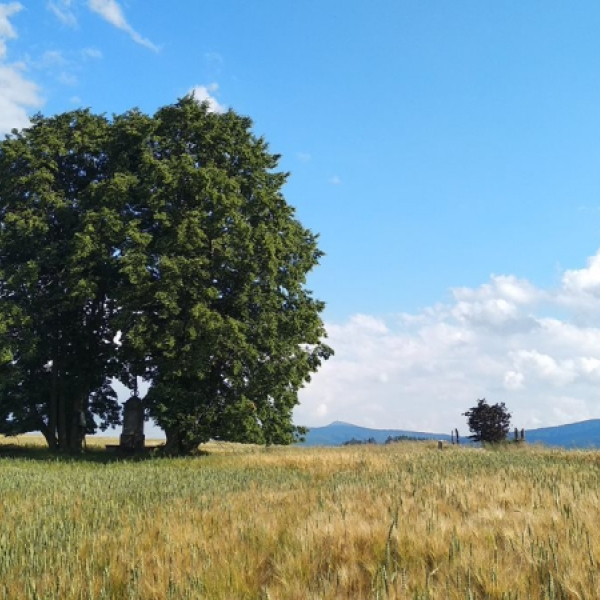 Lípa u Wohlmannova kříže