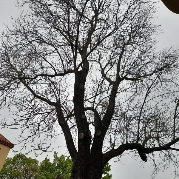 Strom hrdina: Opomíjený