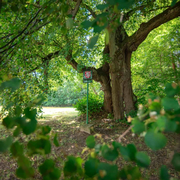 Roštínská lípa, foto Lucie Mojžíšová