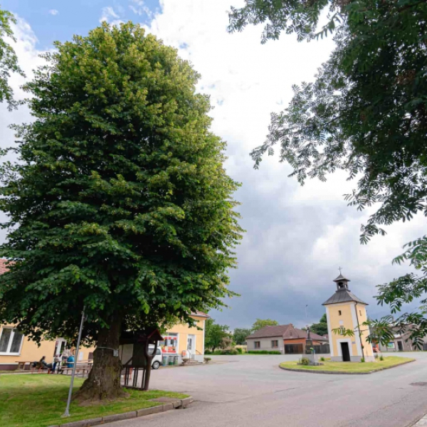 Lípa svobody v Bousíně, foto Lucie Mojžíšová